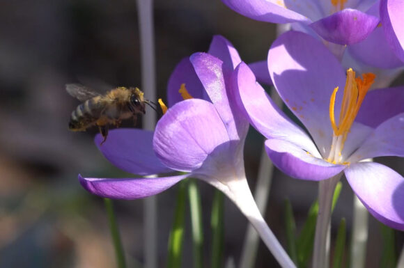 Collection Of World's Nature.png