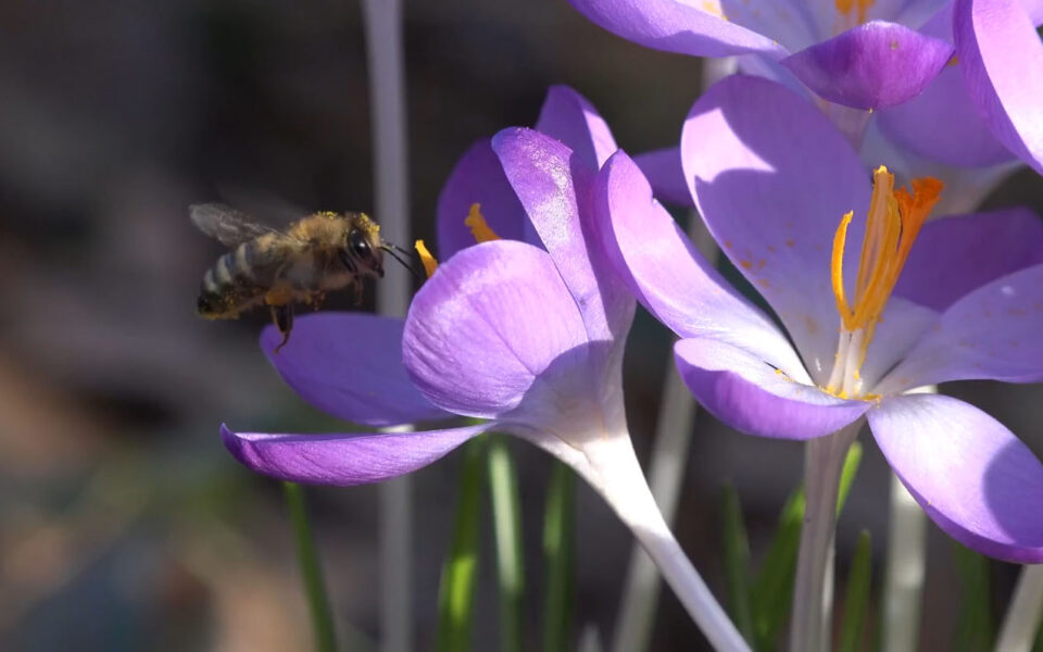 Collection Of World's Nature.png