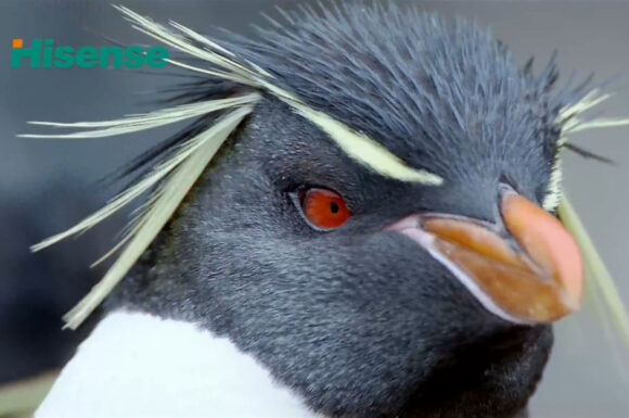 Hisense Fishs And Penguins.png