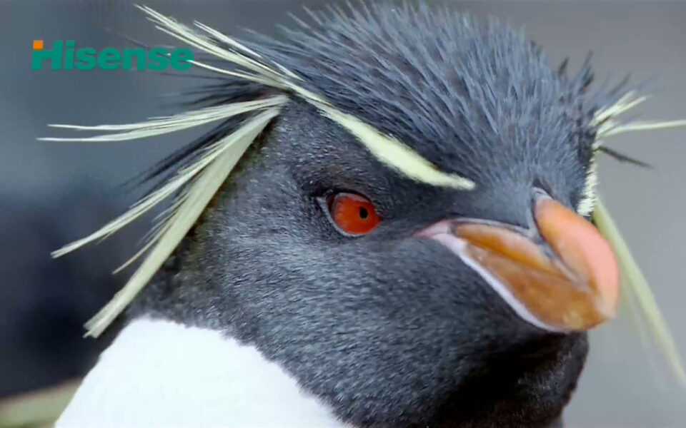 Hisense Fishs And Penguins.png