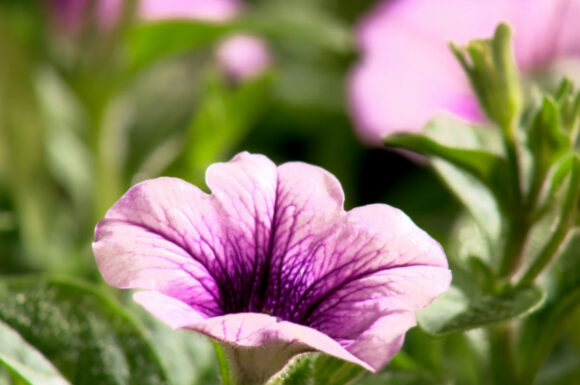 Hisense Flowers And Insects.png