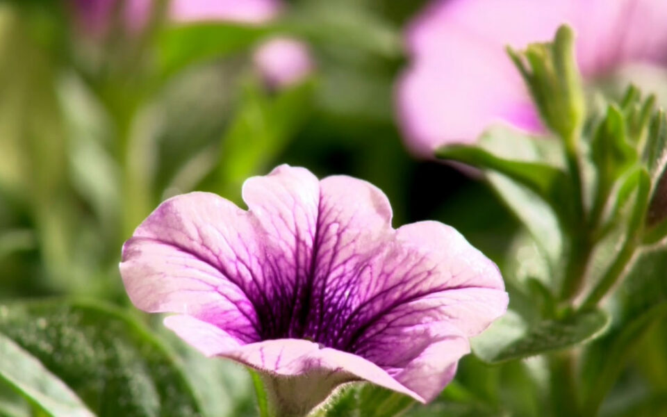 Hisense Flowers And Insects.png