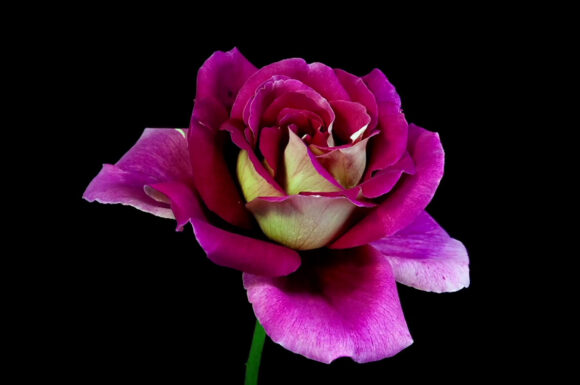 LG HD Demo Flowers.png