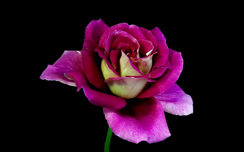 LG HD Demo Flowers.png