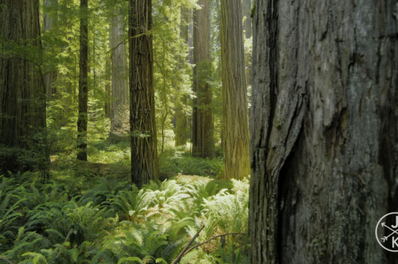 Redwoods 2022
