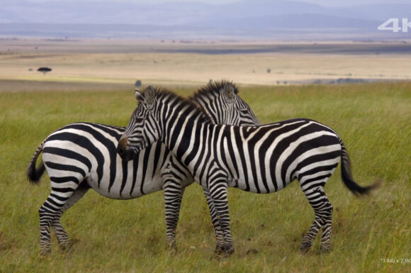 Sony Another World 2.png